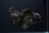 Thai Oranda  Red Black 6.5 Inch (ID#1231To6c-97)