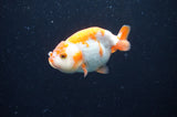 Baby Ranchu  Red White 3 Inch (ID#411R9c-20) Free2Day SHIPPING