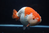 Giant Ranchu  Red White 7.5 Inch (ID#1018R10a-102)