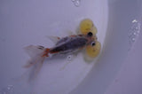 Bubble Eye  Calico 4 Inch (ID#401Be12c-78) Free2Day SHIPPING