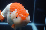 Giant Ranchu  Red White 7.5 Inch (ID#1018R10a-102)