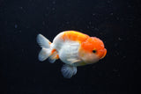 Juvenile Lionchu  Red White 3.5 Inch (ID#1224R11b-13) Free2Day SHIPPING