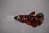 Nemo Koi Galaxy  Halfmoon Female Betta (ID#801-F609) Free2Day SHIPPING