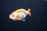Baby Ranchu  Red White 3 Inch (ID#411R9c-20) Free2Day SHIPPING