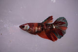 Nemo Koi Galaxy  Halfmoon Female Betta (ID#801-F609) Free2Day SHIPPING