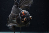 Thai Oranda  Red Black 6.5 Inch (ID#1231To6c-97)