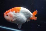 Giant Ranchu  Red White 7.5 Inch (ID#1018R10a-102)