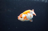 Baby Ranchu  Red White 3 Inch (ID#411R9c-20) Free2Day SHIPPING