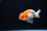 Juvenile Lionchu  Red White 3.5 Inch (ID#1224R11b-13) Free2Day SHIPPING