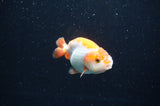 Baby Ranchu  Red White 3 Inch (ID#411R9c-20) Free2Day SHIPPING