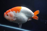 Giant Ranchu  Red White 7.5 Inch (ID#1018R10a-102)