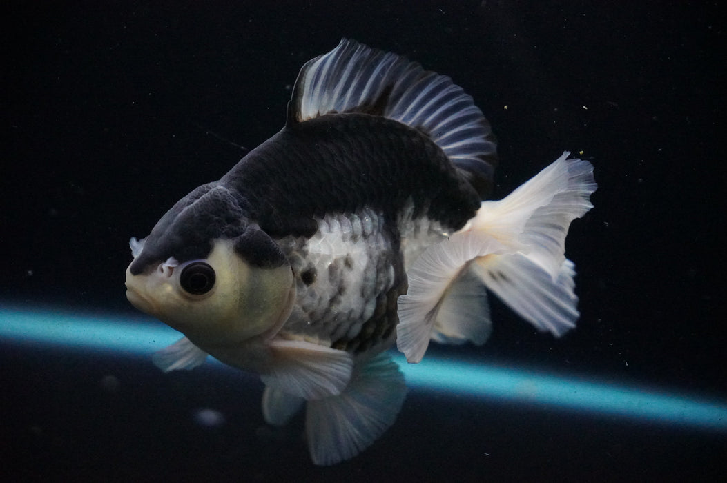 Thai Oranda  Panda 5 Inch (ID#919T6c-89) Free2Day SHIPPING Please See Notes