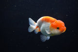 Juvenile Lionchu  Red White 3.5 Inch (ID#1224R11b-13) Free2Day SHIPPING