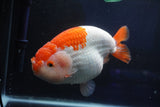 Giant Ranchu  Red White 7.5 Inch (ID#1018R10a-102)