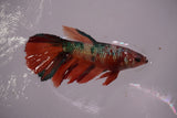 Nemo Koi Galaxy  Halfmoon Female Betta (ID#801-F610) Free2Day SHIPPING