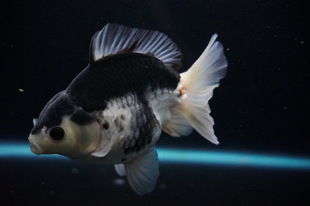 Thai Oranda  Panda 5 Inch (ID#919T6c-89) Free2Day SHIPPING Please See Notes