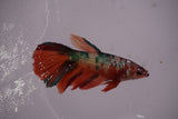 Nemo Koi Galaxy  Halfmoon Female Betta (ID#801-F610) Free2Day SHIPPING