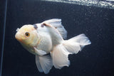 Thai Oranda  Panda 6.5 Inch (ID#1227To6c-105)