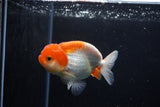 Juvenile Lionchu  Red White 3.5 Inch (ID#1224R11b-13) Free2Day SHIPPING