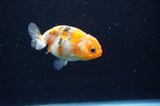 Baby Ranchu  Calico 3 Inch (ID#411R9c-21) Free2Day SHIPPING