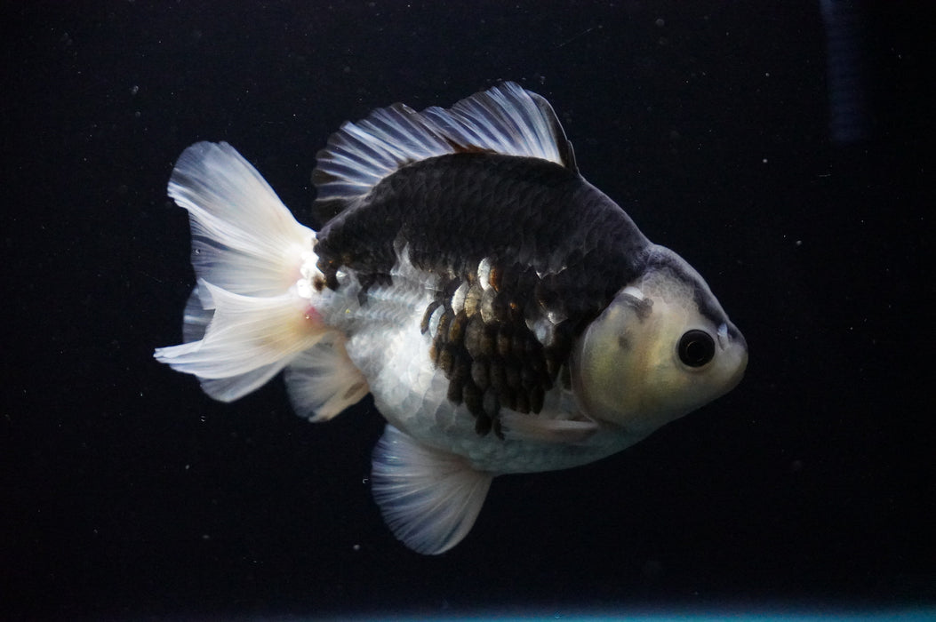 Thai Oranda  Panda 5 Inch (ID#919T6c-89) Free2Day SHIPPING Please See Notes