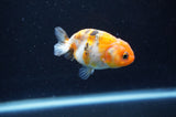 Baby Ranchu  Calico 3 Inch (ID#411R9c-21) Free2Day SHIPPING
