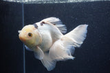 Thai Oranda  Panda 6.5 Inch (ID#1227To6c-105)