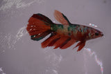 Nemo Koi Galaxy  Halfmoon Female Betta (ID#801-F610) Free2Day SHIPPING