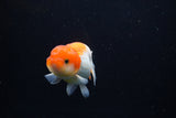 Juvenile Lionchu  Red White 3.5 Inch (ID#1224R11b-13) Free2Day SHIPPING