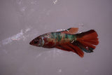 Nemo Koi Galaxy  Halfmoon Female Betta (ID#801-F610) Free2Day SHIPPING