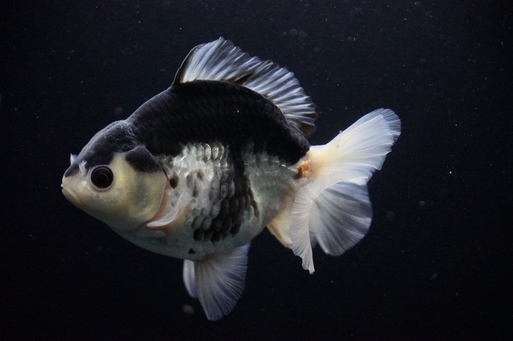 Thai Oranda  Panda 5 Inch (ID#919T6c-89) Free2Day SHIPPING Please See Notes
