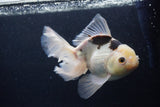 Thai Oranda  Panda 6.5 Inch (ID#1227To6c-105)