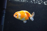Baby Ranchu  Calico 3 Inch (ID#411R9c-21) Free2Day SHIPPING