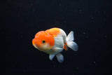 Juvenile Lionchu  Red White 3.5 Inch (ID#1224R11b-13) Free2Day SHIPPING