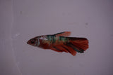 Nemo Koi Galaxy  Halfmoon Female Betta (ID#801-F610) Free2Day SHIPPING