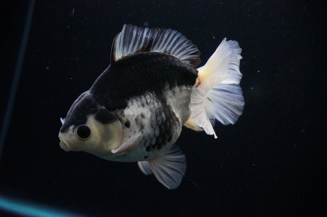 Thai Oranda  Panda 5 Inch (ID#919T6c-89) Free2Day SHIPPING Please See Notes