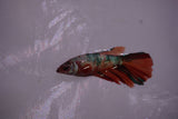 Nemo Koi Galaxy  Halfmoon Female Betta (ID#801-F610) Free2Day SHIPPING