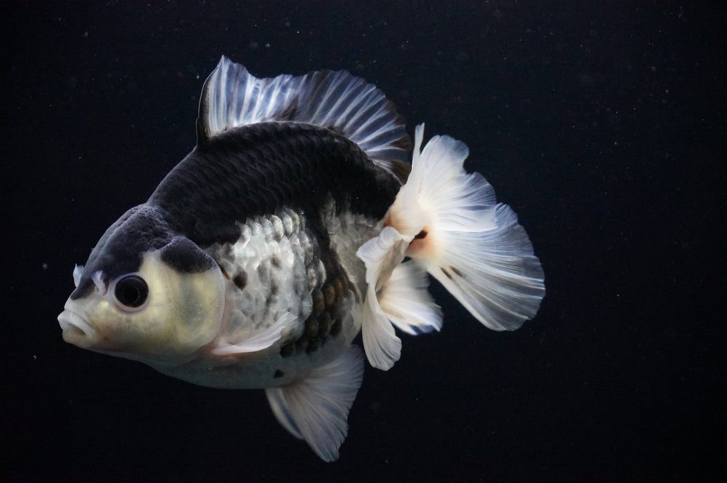 Thai Oranda  Panda 5 Inch (ID#919T6c-89) Free2Day SHIPPING Please See Notes