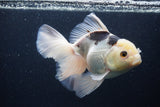 Thai Oranda  Panda 6.5 Inch (ID#1227To6c-105)