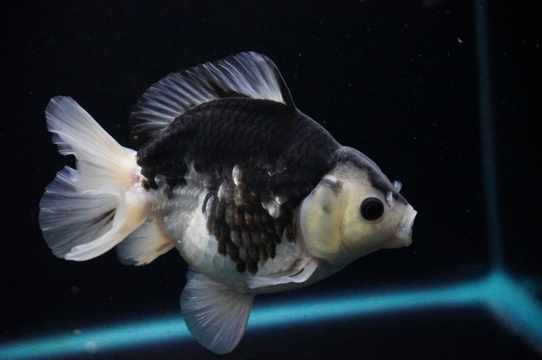 Thai Oranda  Panda 5 Inch (ID#919T6c-89) Free2Day SHIPPING Please See Notes