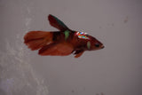 Nemo Koi Galaxy  Halfmoon Female Betta (ID#801-F611) Free2Day SHIPPING