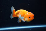 Juvenile Lionchu  Red White 3.5 Inch (ID#1224R11b-14) Free2Day SHIPPING