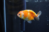 Baby Ranchu  Calico 3 Inch (ID#411R9c-21) Free2Day SHIPPING