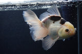 Thai Oranda  Panda 6.5 Inch (ID#1227To6c-105)