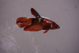 Nemo Koi Galaxy  Halfmoon Female Betta (ID#801-F611) Free2Day SHIPPING