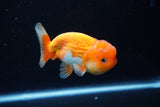 Juvenile Lionchu  Red White 3.5 Inch (ID#1224R11b-14) Free2Day SHIPPING