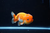 Juvenile Lionchu  Red White 3.5 Inch (ID#1224R11b-14) Free2Day SHIPPING