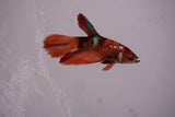 Nemo Koi Galaxy  Halfmoon Female Betta (ID#801-F611) Free2Day SHIPPING