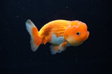 Juvenile Lionchu  Red White 3.5 Inch (ID#1224R11b-14) Free2Day SHIPPING