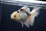 Thai Oranda  Panda 6.5 Inch (ID#1227To6c-105)